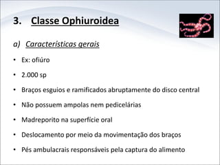 3. Classe Ophiuroidea
a) Características gerais
• Ex: ofiúro
• 2.000 sp
• Braços esguios e ramificados abruptamente do disco central
• Não possuem ampolas nem pedicelárias
• Madreporito na superfície oral
• Deslocamento por meio da movimentação dos braços
• Pés ambulacrais responsáveis pela captura do alimento
 