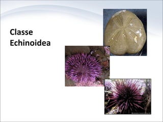 Classe
Echinoidea
 