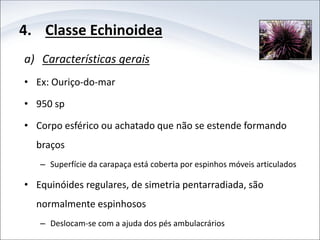 4. Classe Echinoidea
a) Características gerais
• Ex: Ouriço-do-mar
• 950 sp
• Corpo esférico ou achatado que não se estende formando
braços
– Superfície da carapaça está coberta por espinhos móveis articulados
• Equinóides regulares, de simetria pentarradiada, são
normalmente espinhosos
– Deslocam-se com a ajuda dos pés ambulacrários
 