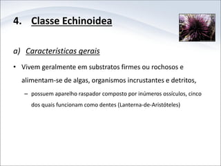 4. Classe Echinoidea
a) Características gerais
• Vivem geralmente em substratos firmes ou rochosos e
alimentam-se de algas, organismos incrustantes e detritos,
– possuem aparelho raspador composto por inúmeros ossículos, cinco
dos quais funcionam como dentes (Lanterna-de-Aristóteles)
 