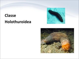 Classe
Holothuroidea
 