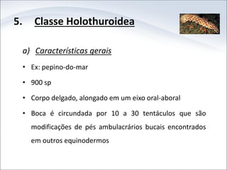 5. Classe Holothuroidea
a) Características gerais
• Ex: pepino-do-mar
• 900 sp
• Corpo delgado, alongado em um eixo oral-aboral
• Boca é circundada por 10 a 30 tentáculos que são
modificações de pés ambulacrários bucais encontrados
em outros equinodermos
 