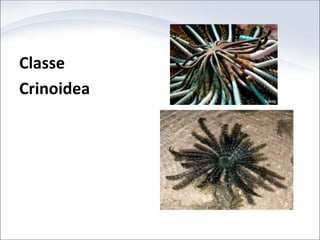 Classe
Crinoidea
 
