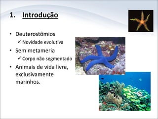 1. Introdução
• Deuterostômios
 Novidade evolutiva
• Sem metameria
 Corpo não segmentado
• Animais de vida livre,
exclusivamente
marinhos.
 