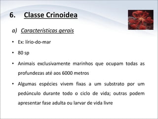 6. Classe Crinoidea
a) Características gerais
• Ex: lírio-do-mar
• 80 sp
• Animais exclusivamente marinhos que ocupam todas as
profundezas até aos 6000 metros
• Algumas espécies vivem fixas a um substrato por um
pedúnculo durante todo o ciclo de vida; outras podem
apresentar fase adulta ou larvar de vida livre
 