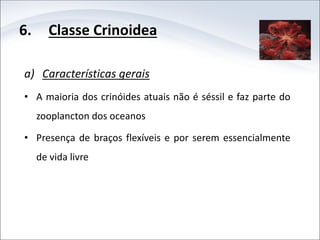 6. Classe Crinoidea
a) Características gerais
• A maioria dos crinóides atuais não é séssil e faz parte do
zooplancton dos oceanos
• Presença de braços flexíveis e por serem essencialmente
de vida livre
 