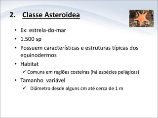 2. Classe Asteroidea
• Ex: estrela-do-mar
• 1.500 sp
• Possuem características e estruturas típicas dos
equinodermos
• Habitat
 Comuns em regiões costeiras (há espécies pelágicas)
• Tamanho variável
 Diâmetro desde alguns cm até cerca de 1 m
 