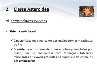 2. Classe Asteroidea
a) Características externas
• Sistema ambulacral
 Característica mais marcante dos equinodermos – exclusiva
do filo
 Consiste de um sistema de tubos e bolsas preenchidos por
fluido, que se comunicam com formações tubulares
musculosas e flexíveis presentes na superfície do corpo, os
pés ambulacrais
 