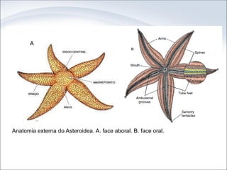 Anatomia externa do Asteroidea. A. face aboral. B. face oral.
A
 