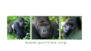 08 jillian miller- the gorilla organization