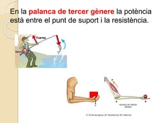 En la palanca de tercer gènere la potència
està entre el punt de suport i la resistència.
 