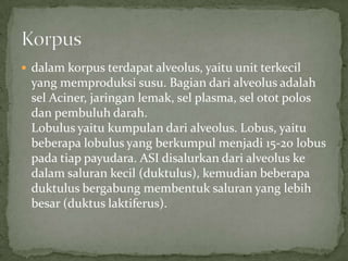  dalam korpus terdapat alveolus, yaitu unit terkecil
 yang memproduksi susu. Bagian dari alveolus adalah
 sel Aciner, jaringan lemak, sel plasma, sel otot polos
 dan pembuluh darah.
 Lobulus yaitu kumpulan dari alveolus. Lobus, yaitu
 beberapa lobulus yang berkumpul menjadi 15-20 lobus
 pada tiap payudara. ASI disalurkan dari alveolus ke
 dalam saluran kecil (duktulus), kemudian beberapa
 duktulus bergabung membentuk saluran yang lebih
 besar (duktus laktiferus).
 