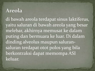 di bawah areola terdapat sinus laktiferus,
yaitu saluran di bawah areola yang besar
melebar, akhirnya memusat ke dalam
puting dan bermuara ke luar. Di dalam
dinding alveolus maupun saluran-
saluran terdapat otot polos yang bila
berkontraksi dapat memompa ASI
keluar.
 