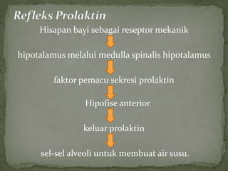 Hisapan bayi sebagai reseptor mekanik

hipotalamus melalui medulla spinalis hipotalamus

        faktor pemacu sekresi prolaktin

                Hipofise anterior

                keluar prolaktin

     sel-sel alveoli untuk membuat air susu.
 