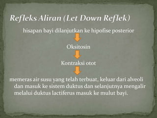 hisapan bayi dilanjutkan ke hipofise posterior

                       Oksitosin

                     Kontraksi otot

memeras air susu yang telah terbuat, keluar dari alveoli
 dan masuk ke sistem duktus dan selanjutnya mengalir
 melalui duktus lactiferus masuk ke mulut bayi.
 