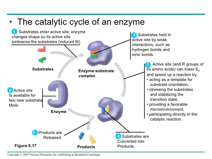 08 metabolism text