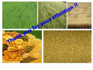 Assessment of pasta making quality parameters in Ethiopian durum wheat (Triticum turgidum L. var. durum)