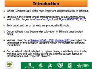 Introduction
Wheat (Triticum spp.) is the most important cereal cultivated in Ethiopia.

Ethiopia is the largest wheat producing country in sub-Saharan Africa
and the third largest in Africa after Egypt and Algeria (FAOSTAT, 2010).

Both bread and durum wheats are produced in Ethiopia.

Durum wheats have been under cultivation in Ethiopia since ancient
times.

Various researchers (Simane, et al., 1993; Messele, 2001) reported the
uniqueness of the Ethiopian tetraploid wheat germplasm for different
useful traits.

Durum wheat is best adapted to regions having a relatively dry climate,
with hot days and cool nights during the growing season, typical of
Mediterranean and temperate climates.
 