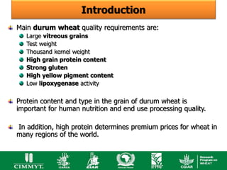 Introduction
Main durum wheat quality requirements are:
   Large vitreous grains
   Test weight
   Thousand kernel weight
   High grain protein content
   Strong gluten
   High yellow pigment content
   Low lipoxygenase activity


Protein content and type in the grain of durum wheat is
important for human nutrition and end use processing quality.

In addition, high protein determines premium prices for wheat in
many regions of the world.
 