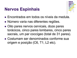 Nervos Espinhais
Encontrados em todos os níveis da medula.
Número varia nas diferentes regiões.
Oito pares nervos cervicais, doze pares
torácicos, cinco pares lombares, cinco pares
sacrais, um par coccígeo (total de 31 pares).
Costumam ser denominados conforme sua
origem e posição (C6, T1, L2 etc).

 