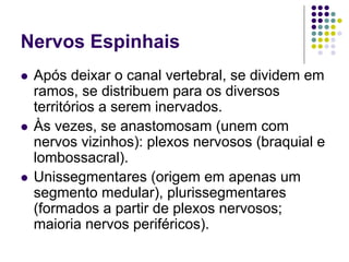 Nervos Espinhais
Após deixar o canal vertebral, se dividem em
ramos, se distribuem para os diversos
territórios a serem inervados.
Às vezes, se anastomosam (unem com
nervos vizinhos): plexos nervosos (braquial e
lombossacral).
Unissegmentares (origem em apenas um
segmento medular), plurissegmentares
(formados a partir de plexos nervosos;
maioria nervos periféricos).

 