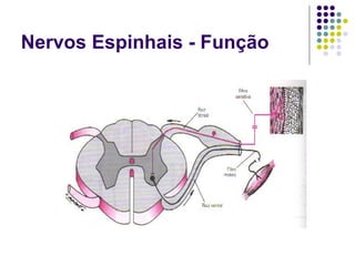Nervos Espinhais - Função

 