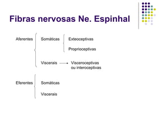 Fibras nervosas Ne. Espinhal
Aferentes

Somáticas

Exteoceptivas
Proprioceptivas

Viscerais

Eferentes

Somáticas
Viscerais

Visceroceptivas
ou interoceptivas

 