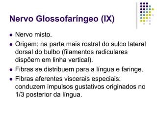 Nervo Glossofaríngeo (IX)
Nervo misto.
Origem: na parte mais rostral do sulco lateral
dorsal do bulbo (filamentos radiculares
dispõem em linha vertical).
Fibras se distribuem para a língua e faringe.
Fibras aferentes viscerais especiais:
conduzem impulsos gustativos originados no
1/3 posterior da língua.

 