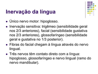 Inervação da língua
Único nervo motor: hipoglosso.
Inervação sensitiva: trigêmeo (sensibilidade geral
nos 2/3 anteriores), facial (sensibilidade gustativa
nos 2/3 anteriores), glossofaríngeo (sensibilidade
geral e gustativa no 1/3 posterior).
Fibras do facial chegam à língua através do nervo
lingual.
Três nervos têm contato direto com a língua:
hipoglosso, glossofaríngeo e nervo lingual (ramo do
nervo mandibular).

 