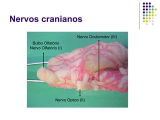 Nervos cranianos
Nervo Oculomotor (III)
Bulbo Olfatório
Nervo Olfatório (I)

Nervo Óptico (II)

 