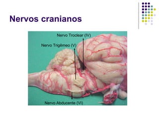 Nervos cranianos
Nervo Troclear (IV)
Nervo Trigêmeo (V)

Nervo Abducente (VI)

 