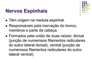 Nervos Espinhais
Têm origem na medula espinhal.
Responsáveis pela inervação do tronco,
membros e parte da cabeça.
Formados pela união de duas raízes: dorsal
(junção de numerosos filamentos radiculares
do sulco lateral dorsal), ventral (junção de
numerosos filamentos radiculares do sulco
lateral ventral).

 