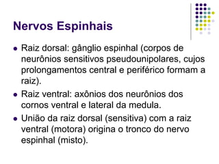 Nervos Espinhais
Raiz dorsal: gânglio espinhal (corpos de
neurônios sensitivos pseudounipolares, cujos
prolongamentos central e periférico formam a
raiz).
Raiz ventral: axônios dos neurônios dos
cornos ventral e lateral da medula.
União da raiz dorsal (sensitiva) com a raiz
ventral (motora) origina o tronco do nervo
espinhal (misto).

 