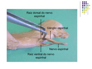 Raiz dorsal do nervo
espinhal

Gânglio espinhal

Nervo espinhal
Raiz ventral do nervo
espinhal

 