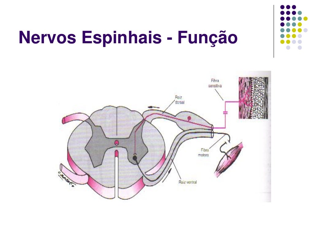 08 nervos espinhais e cranianos 08 nervos espinhais e cranianos