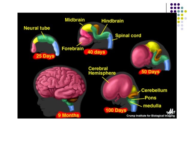perkembangansistemsyaraf