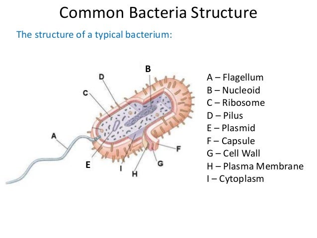 08 prokaryotes