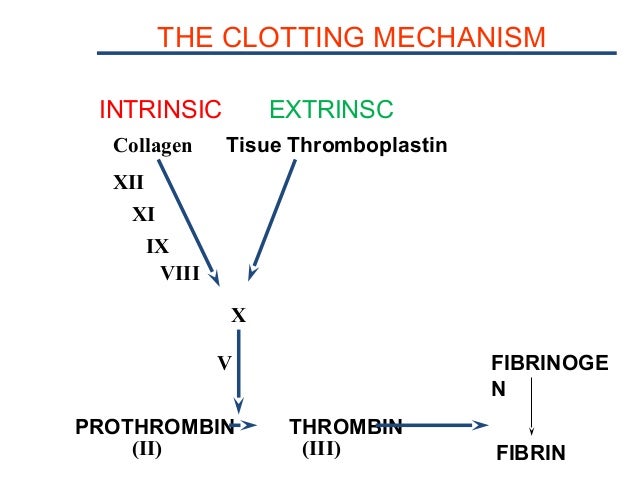 prothrombin time