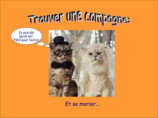 Je suis sûr
    Qu’on est
Félin pour l’autre!




                      Et se marier…
 