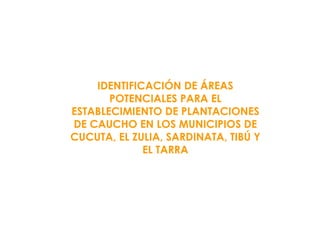 IDENTIFICACIÓN DE ÁREAS POTENCIALES PARA EL ESTABLECIMIENTO DE PLANTACIONES DE CAUCHO EN LOS MUNICIPIOS DE CUCUTA, EL ZULIA, SARDINATA, TIBÚ Y EL TARRA 