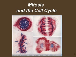Mitosis  and the Cell Cycle 