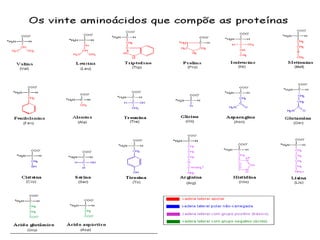 Bioquímica Celular – Prof. Júnior
 