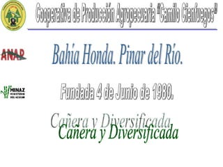 Cooperativa de Producción Agropecuaria “Camilo Cienfuegos”  Bahía Honda. Pinar del Río. Fundada 4 de Junio de 1980. Cañera y Diversificada 