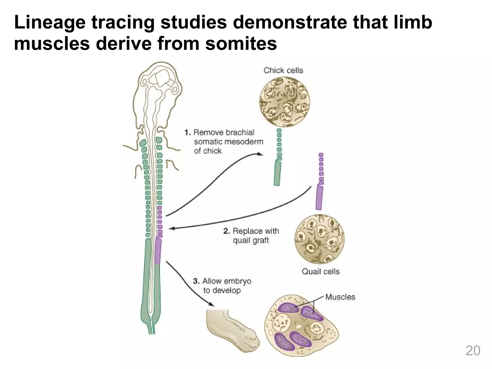 Lineage tracing studies demonstrate that limb muscles derive from somites 