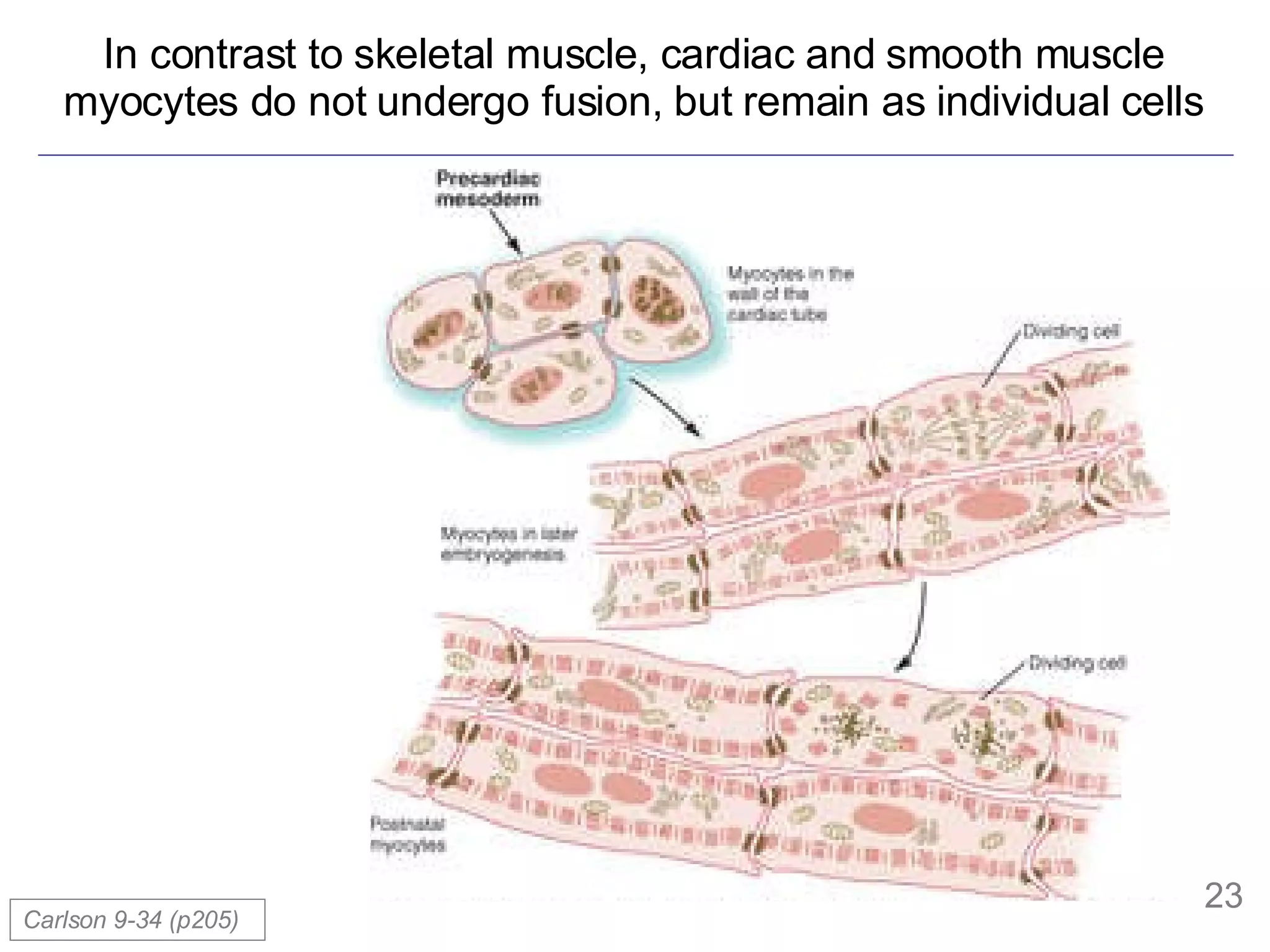 In contrast to skeletal muscle, cardiac and smooth muscle myocytes do not undergo fusion, but remain as individual cells Carlson 9-34 (p205)  
