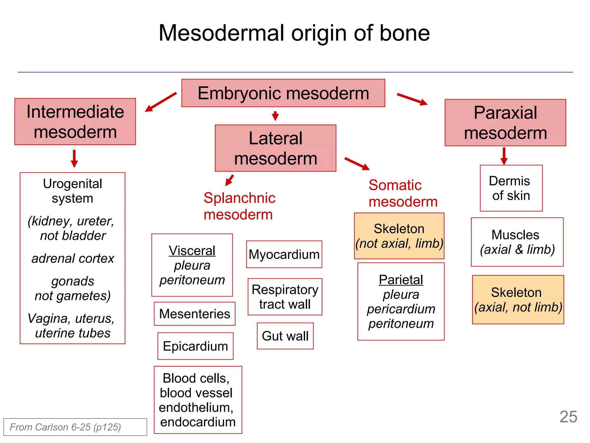 Mesodermal origin of bone From Carlson 6-25 (p125) Embryonic mesoderm Intermediate mesoderm Urogenital system (kidney, ureter,  not bladder adrenal cortex gonads not gametes) Vagina, uterus,  uterine tubes Dermis  of skin Skeleton  (axial, not limb) Lateral mesoderm Paraxial mesoderm Muscles  (axial & limb) Splanchnic mesoderm Somatic mesoderm Skeleton (not axial, limb) Parietal pleura pericardium peritoneum Visceral pleura peritoneum Mesenteries Blood cells,  blood vessel  endothelium,  endocardium Respiratory tract wall Gut wall Epicardium Myocardium 