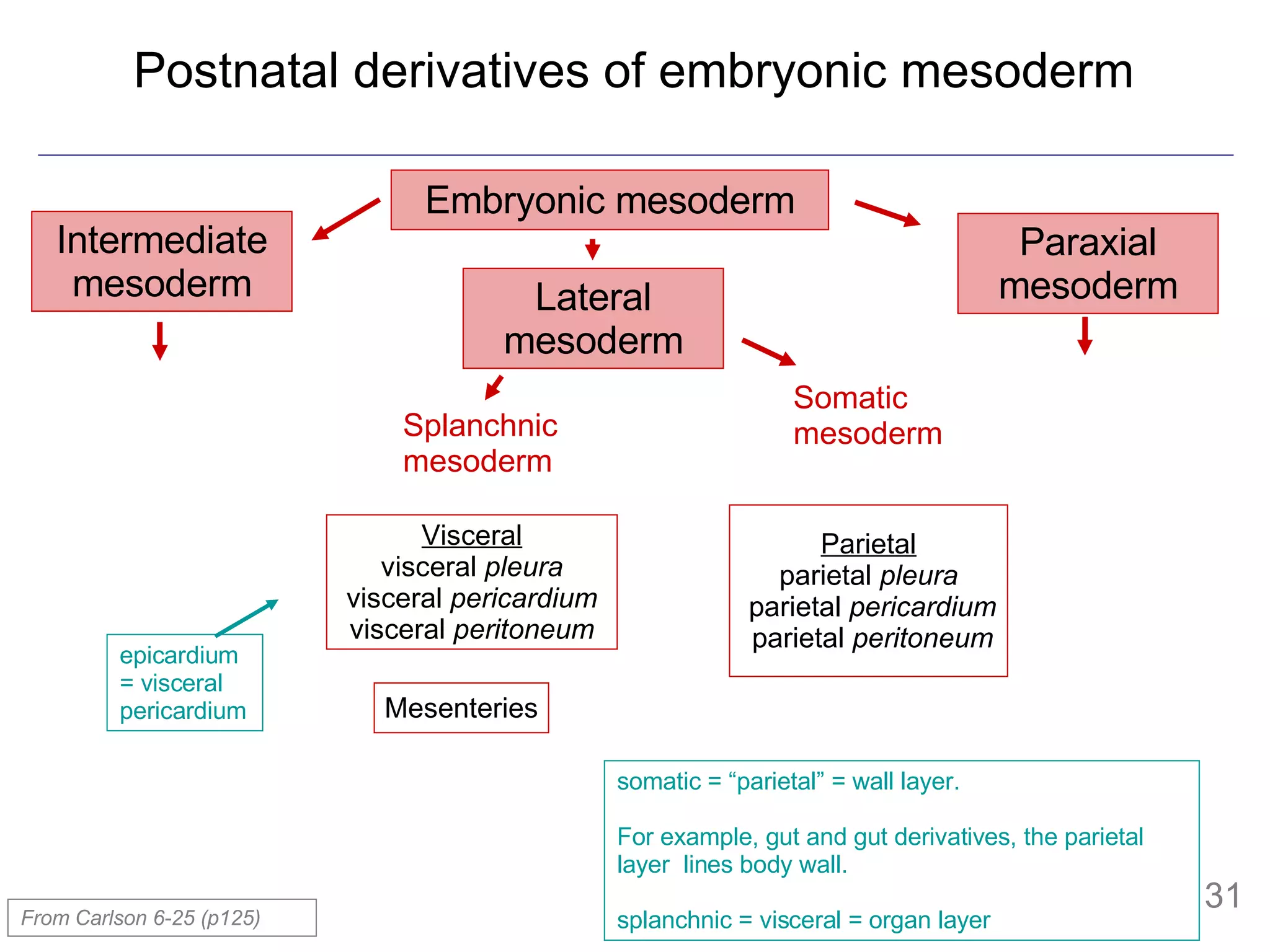 Postnatal derivatives of embryonic mesoderm From Carlson 6-25 (p125) Embryonic mesoderm Intermediate mesoderm Lateral mesoderm Paraxial mesoderm Splanchnic mesoderm Somatic mesoderm Parietal parietal  pleura   parietal  pericardium   parietal  peritoneum Visceral visceral  pleura visceral  pericardium visceral  peritoneum Mesenteries somatic = “parietal” = wall layer.  For example, gut and gut derivatives, the parietal layer  lines body wall.  splanchnic = visceral = organ layer epicardium= visceral pericardium 