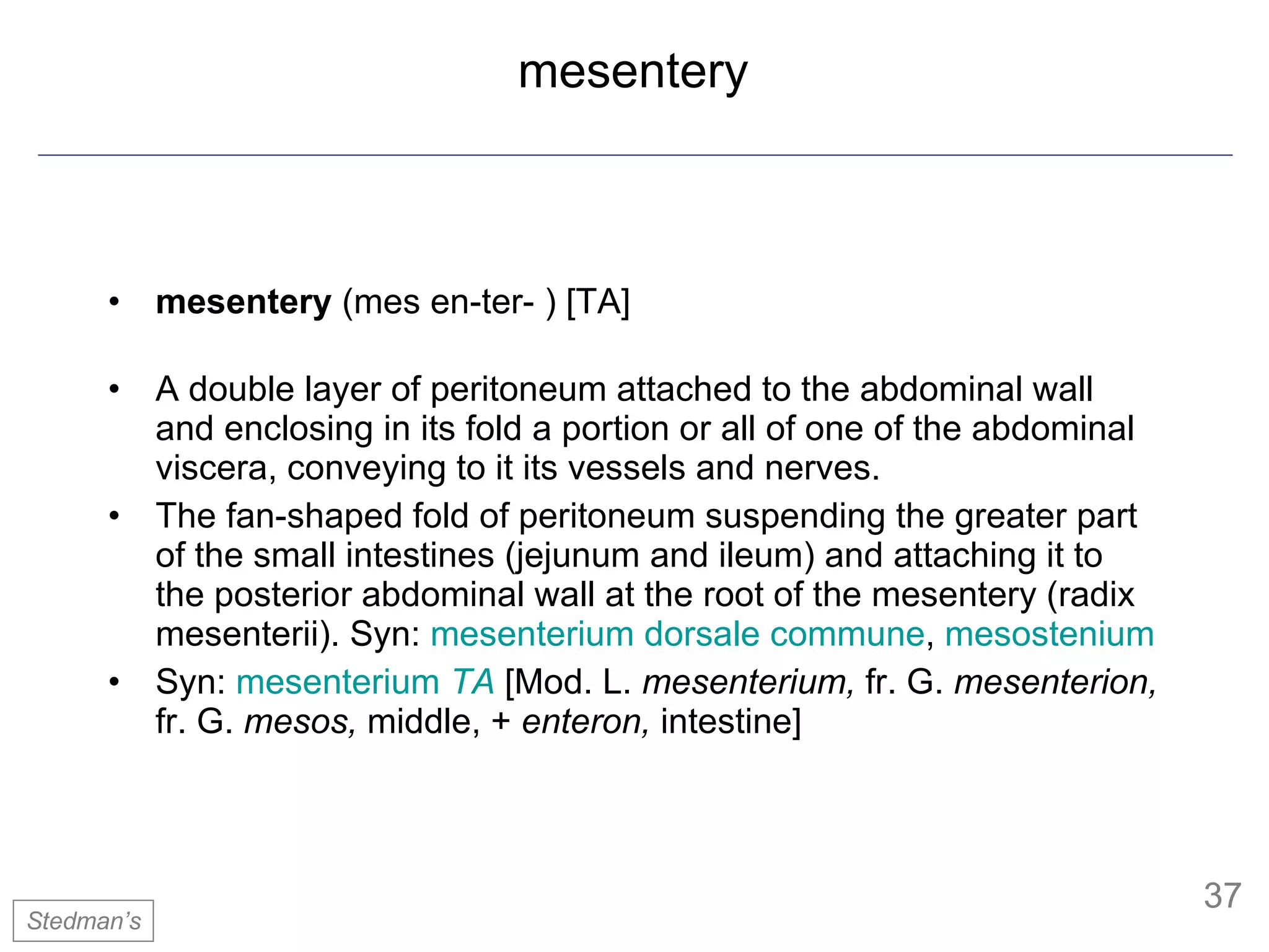 mesentery mesentery  (mes en-ter- ) [TA]  A double layer of peritoneum attached to the abdominal wall and enclosing in its fold a portion or all of one of the abdominal viscera, conveying to it its vessels and nerves.  The fan-shaped fold of peritoneum suspending the greater part of the small intestines (jejunum and ileum) and attaching it to the posterior abdominal wall at the root of the mesentery (radix mesenterii). Syn:  mesenterium dorsale commune ,  mesostenium   Syn:  mesenterium  TA  [Mod. L.  mesenterium,  fr. G.  mesenterion,  fr. G.  mesos,  middle, +  enteron,  intestine] Stedman’s 