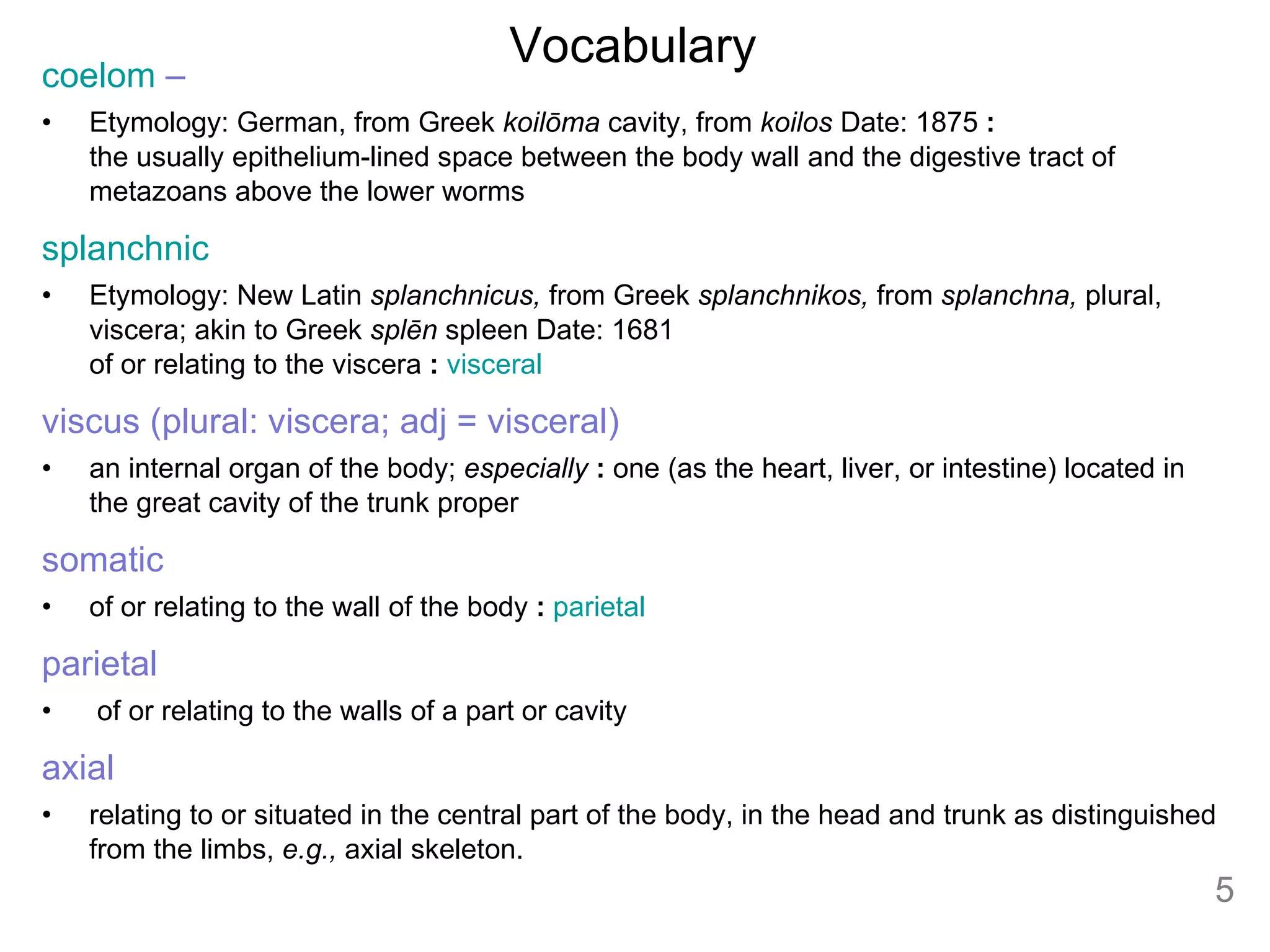 Vocabulary coelom  –  Etymology: German, from Greek  koilōma  cavity, from  koilos  Date: 1875  :   the usually epithelium-lined space between the body wall and the digestive tract of metazoans above the lower worms  splanchnic   Etymology: New Latin  splanchnicus,  from Greek  splanchnikos,  from  splanchna,  plural, viscera; akin to Greek  splēn  spleen Date: 1681 of or relating to the viscera  :   visceral viscus (plural: viscera; adj = visceral)  an internal organ of the body;  especially   :  one (as the heart, liver, or intestine) located in the great cavity of the trunk proper  somatic of or relating to the wall of the body  :   parietal   parietal   of or relating to the walls of a part or cavity  axial relating to or situated in the central part of the body, in the head and trunk as distinguished from the limbs,  e.g.,  axial skeleton.  C 