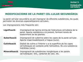 MODIFICACIONS DE LA PARET CEL·LULAR SECUNDÀRIA
Unitat 5.
Embolcalls
cel·lulars
La paret cel·lular secundària es pot impregnar de diferents substàncies, les quals
permeten les diverses especialitzacions cel·lulars.
Les impregnacions més freqüents són:
Lignificació Impregnació de lignina enmig de l’estructura cel·lulòsica de la
paret. Aporta resistència a la pressió, formant teixits de
sosteniment de les plantes.
Suberització Impregnació de suberina sobre les capes de la paret cel·lular.
Aporta impermeabilització a l’aigua (suro).
Cutinització Dipòsit de cutina a l’interior o a la superfície de les capes
cel·lulòsiques en contacte amb l’atmosfera. És una substància
hidròfoba (cera).
Mineralització Impregnació de substàncies inorgàniques a les parets
cel·lulòsiques: SiO2, carbonat de calci, etc.
 